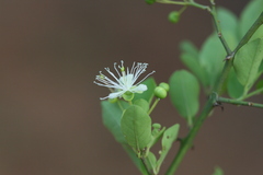 Capparis sepiaria